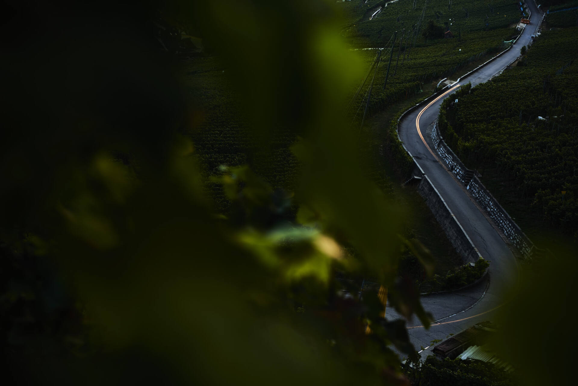 Blick durch Rebblätter auf eine kurvige Strasse durch die Weinberge in der Dämmerung, auf der Fahrbahn nur ein schwacher Lichtschein.