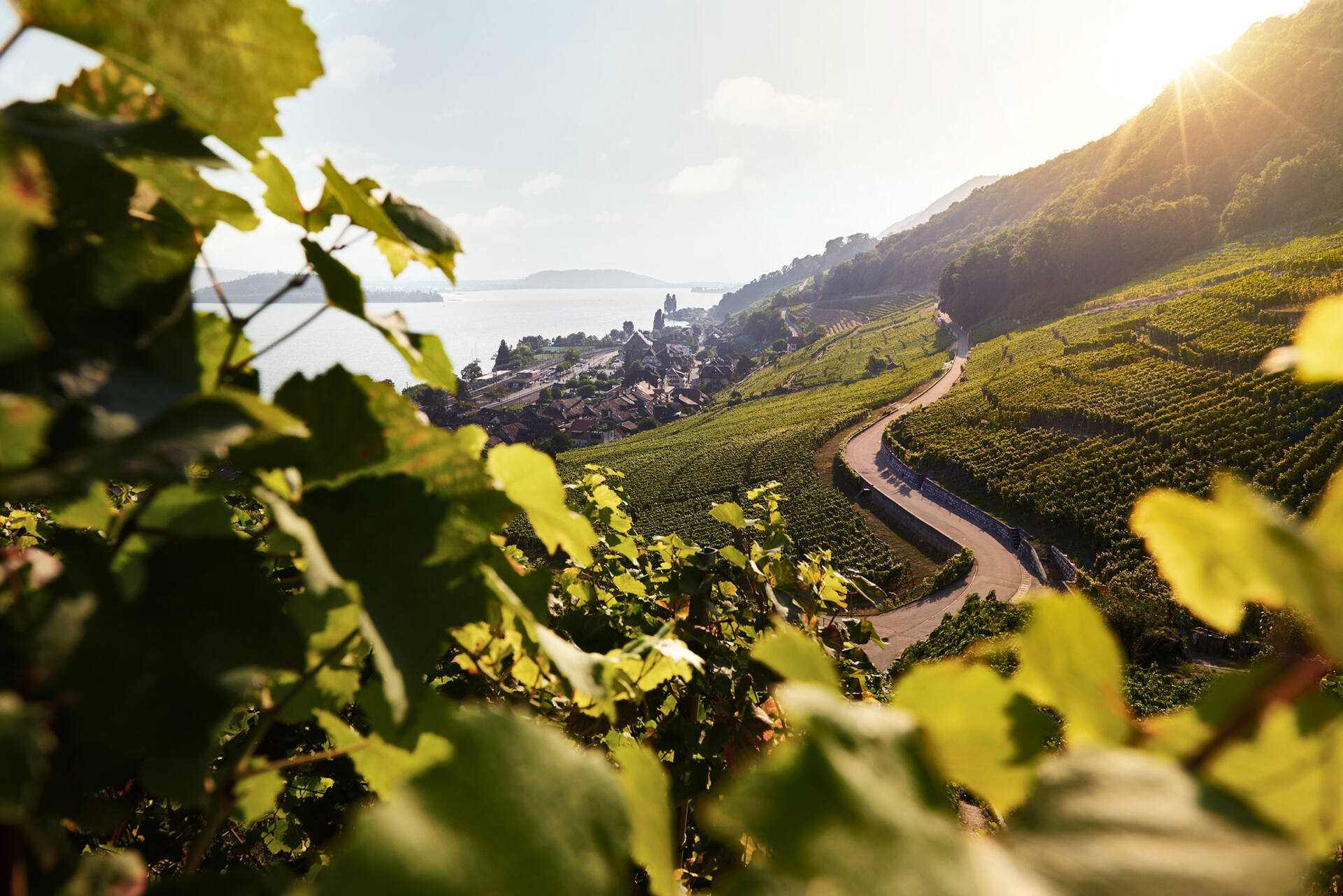 Blick durch grüne Rebblätter auf die kurvige Strasse durch die Weinberge, dahinter der Bielersee mit Insel und die Abendsonne als Sonnenstern.